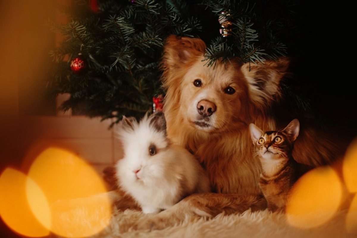 A cat, dog, and bunny sit under a Christmas tree