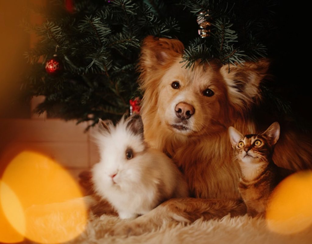 A cat, dog, and bunny sit under a Christmas tree