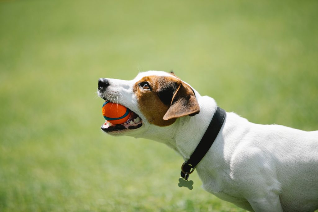 A Jack Russell terrier holds a colorful ball in his mouth