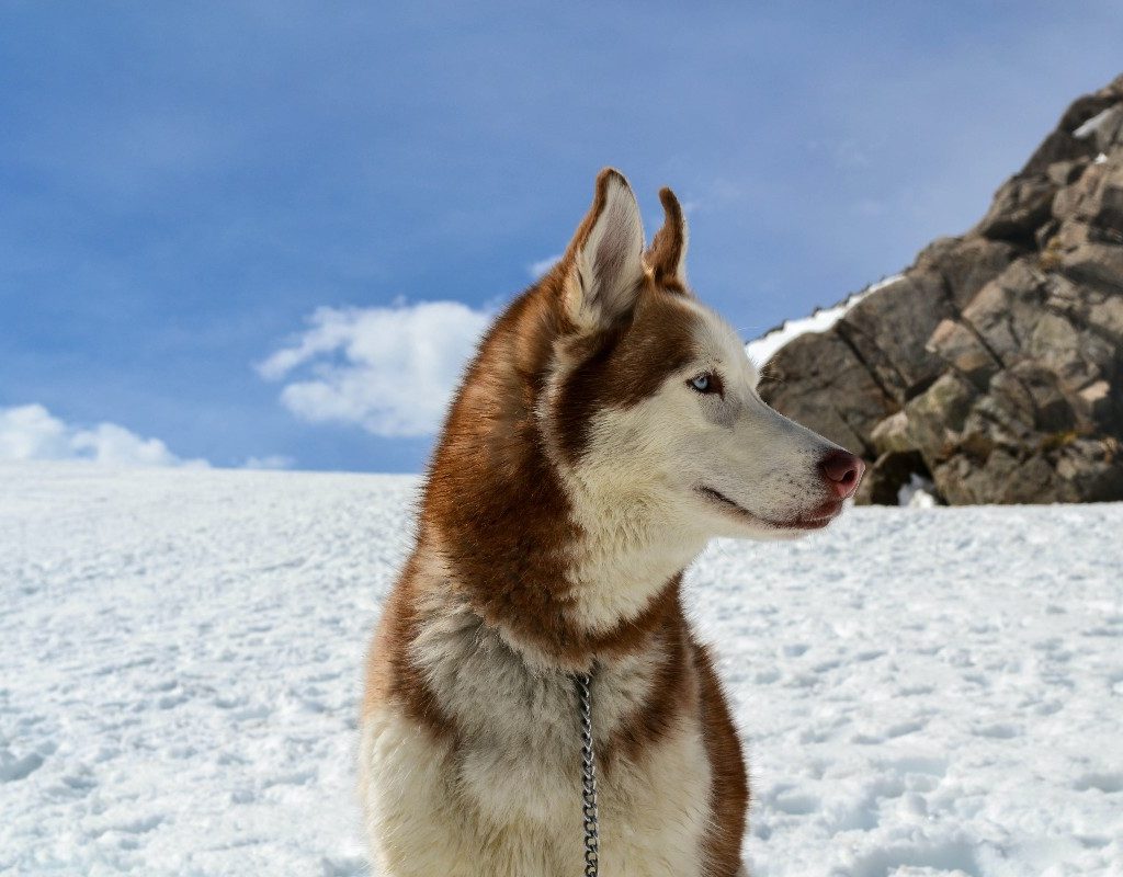 A Siberian husky in the snow