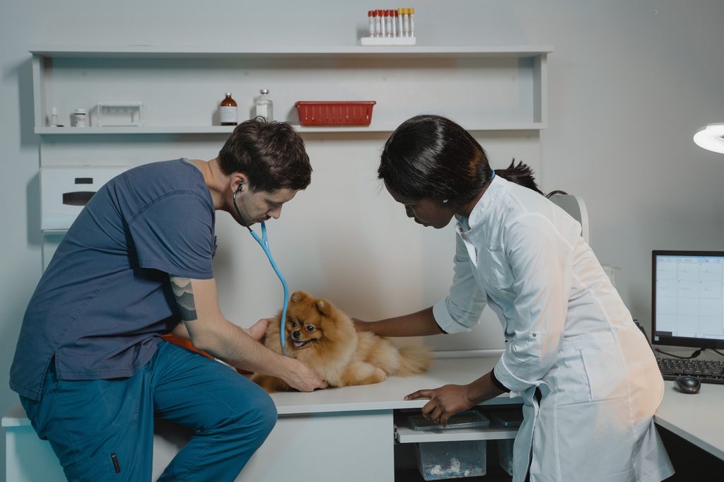 A veterinarian and her assistant use a stethoscope to listen to a Pomeranian's heart