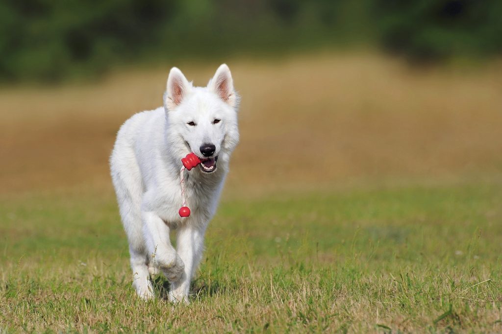 A white shepherd dog runs through the grass with a toy in his mouth