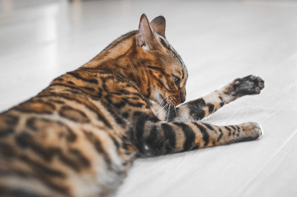 A Bengal cat lies on a white floor and bathes their forelimb