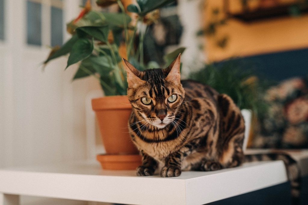 A Bengal cat perches on a white table decorated with houseplants