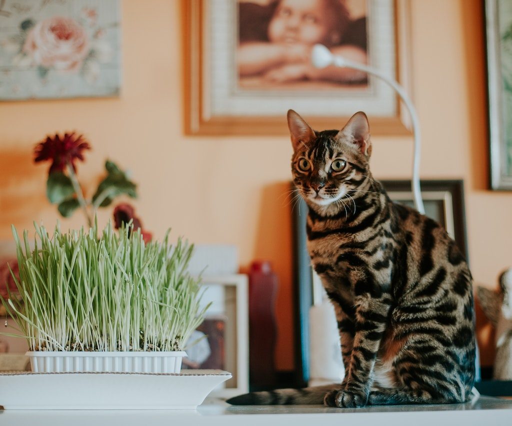 A Bengal cat sits on a table beside a houseplant