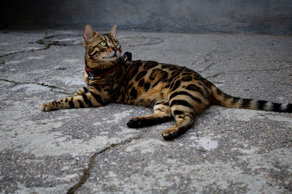 A Bengal cat wearing a collar stretches out on a sidewalk outside