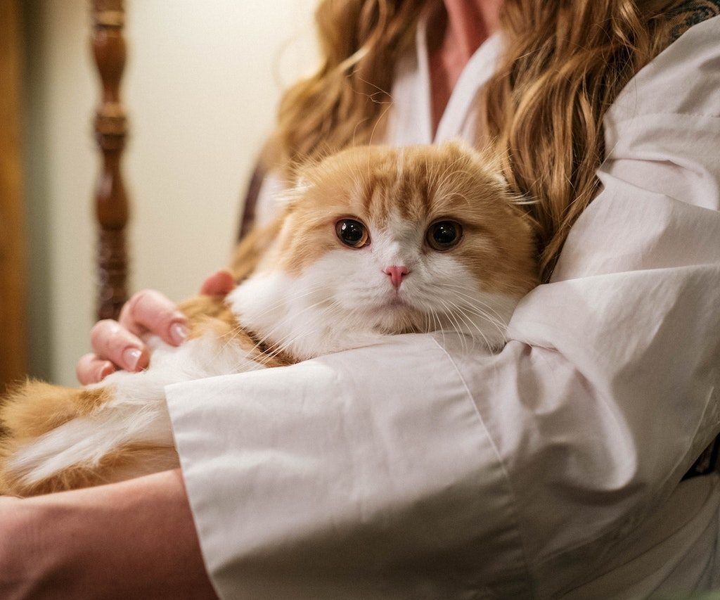 A woman with long blonde hair holds an orange and white cat in her arms. She's wearing a white blouse with billowing sleeves.