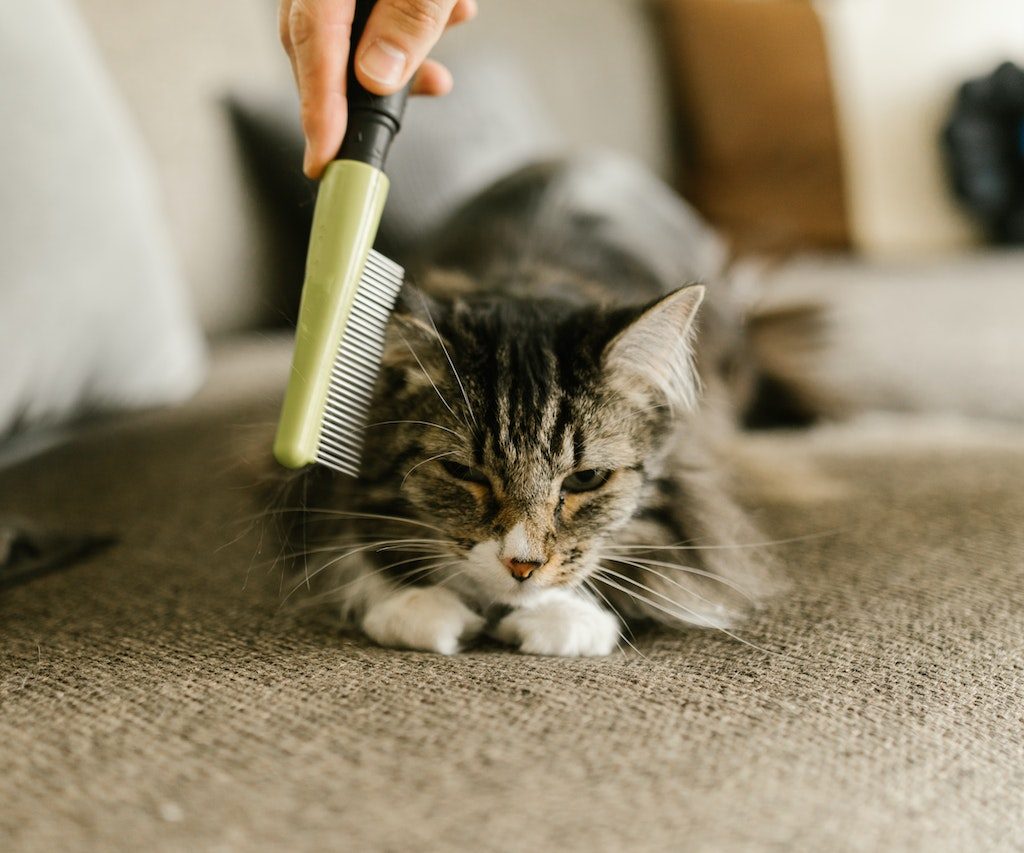 A cat on the carpet getting their hair combed