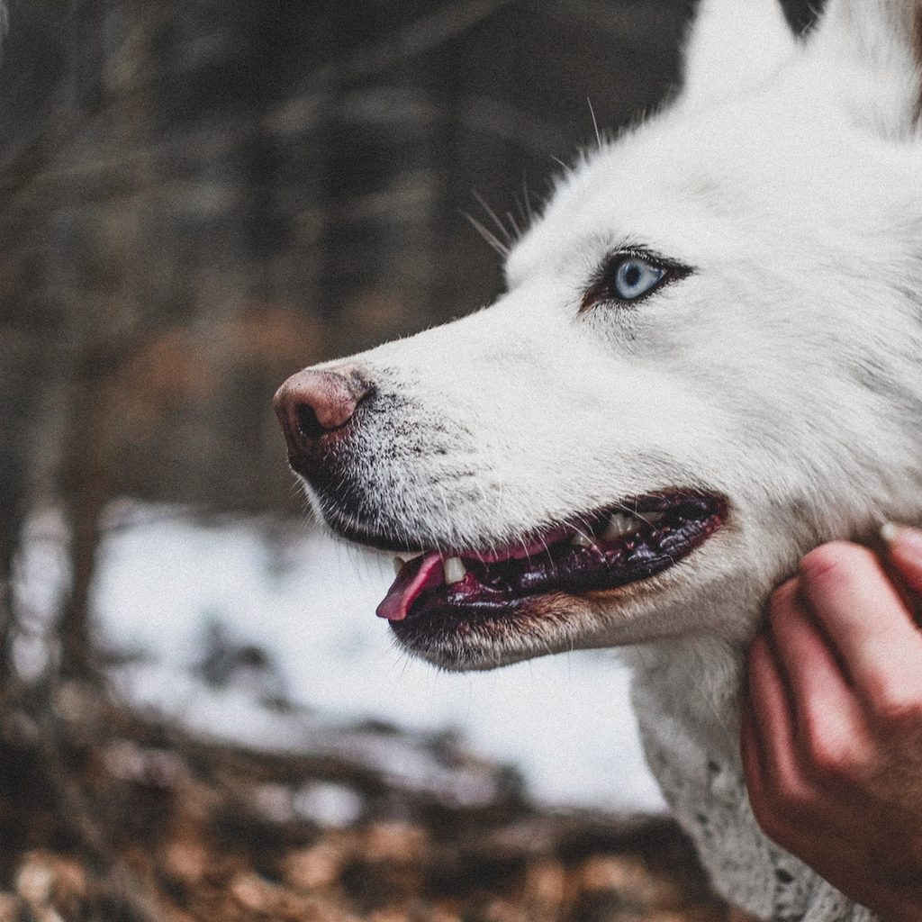 A woman strokes a blue-eyed white dog while outside