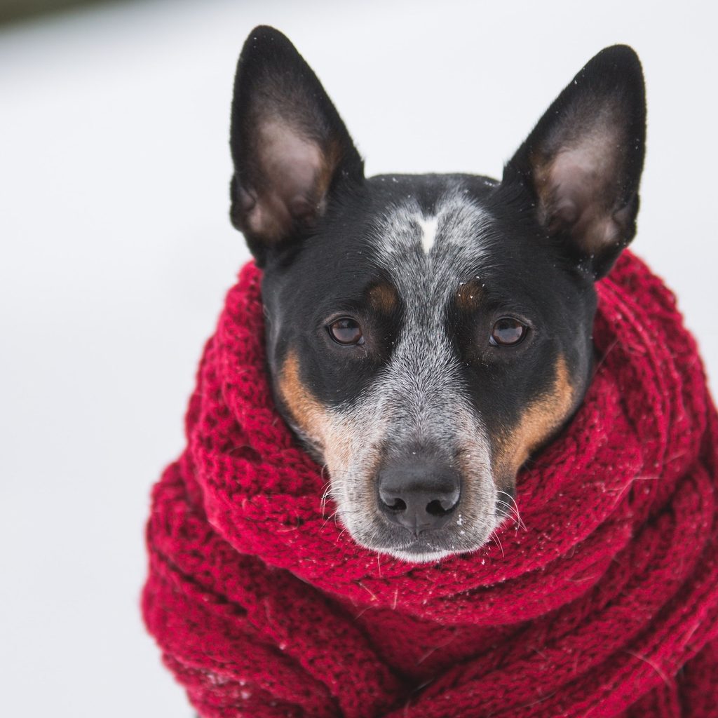 An Australian cattle dog sits in the snow wearing a red scarf