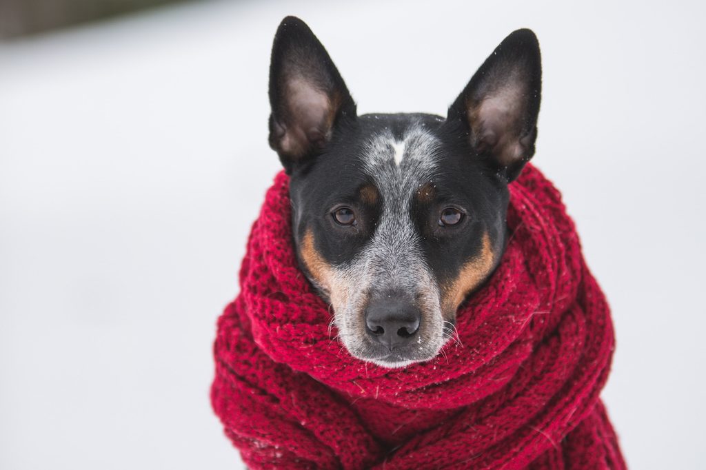 An Australian cattle dog sits in the snow wearing a red scarf