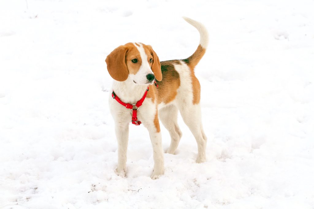 A beagle wearing a red harness stands in the snow