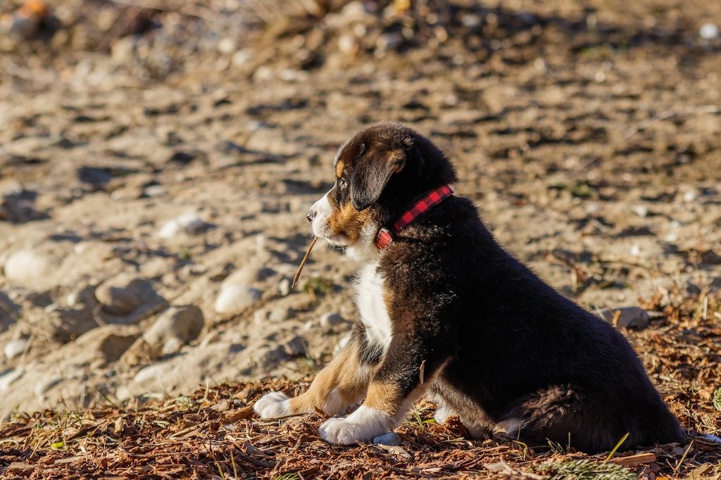 Bernese mountain dog puppy playing outside