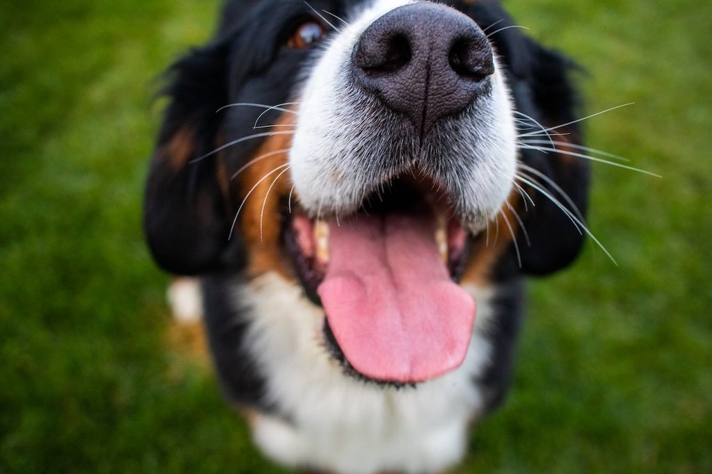 Bernese mountain dog pants into the camera