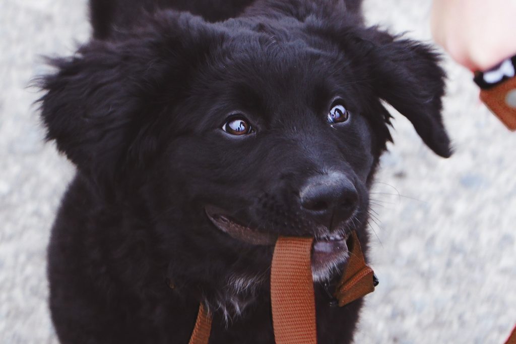 A black puppy holds the leash in the mouth while walking