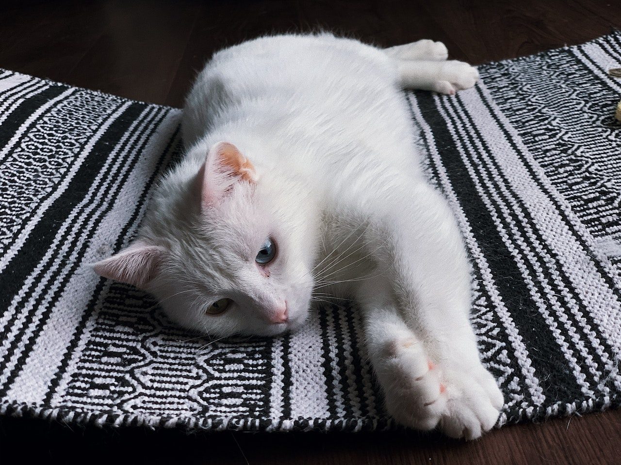 A blue-eyed white cat sprawls out on top of a rug with a forlorn expression