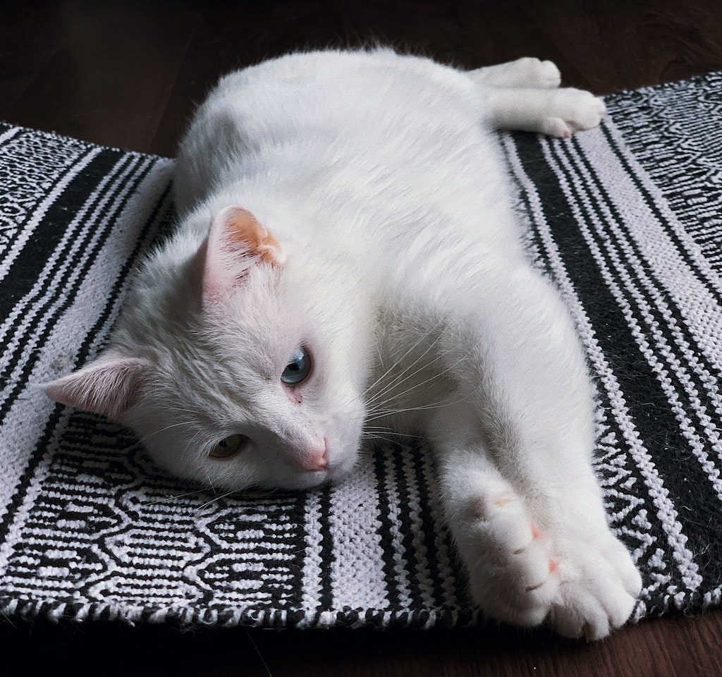 A blue-eyed white cat sprawls out on top of a rug with a forlorn expression