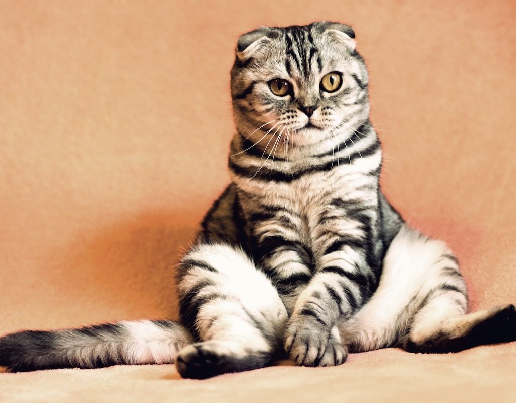 Derpy cat sits with its legs open and paws on the floor