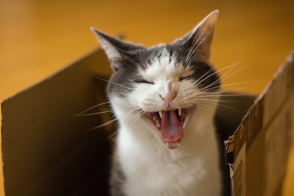 A cat with mouth open in a box