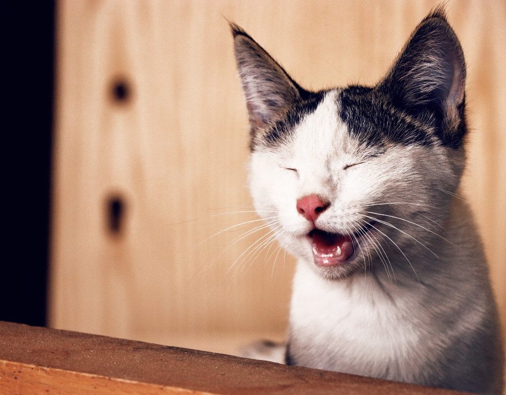 Cat looking pained with a swollen lip