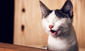 Cat looking pained with a swollen lip