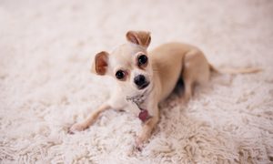 Chihuahua cocks his head while lying on the carpet