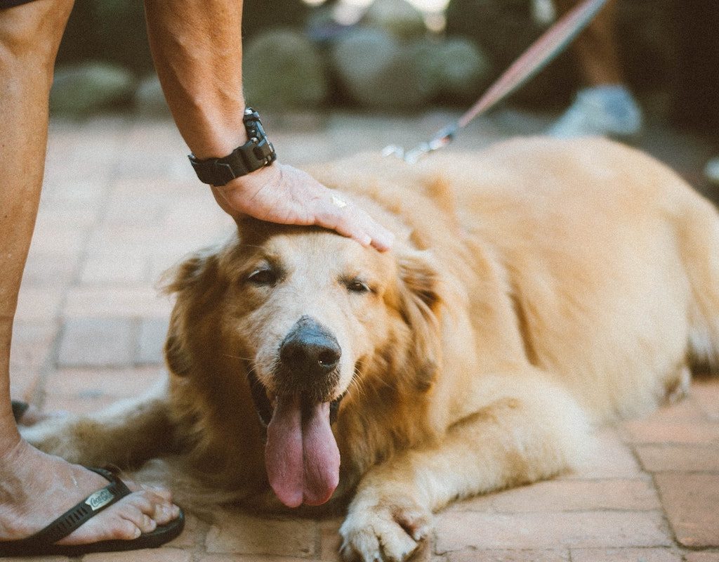 Happy golden lies down on the pavement to get pets
