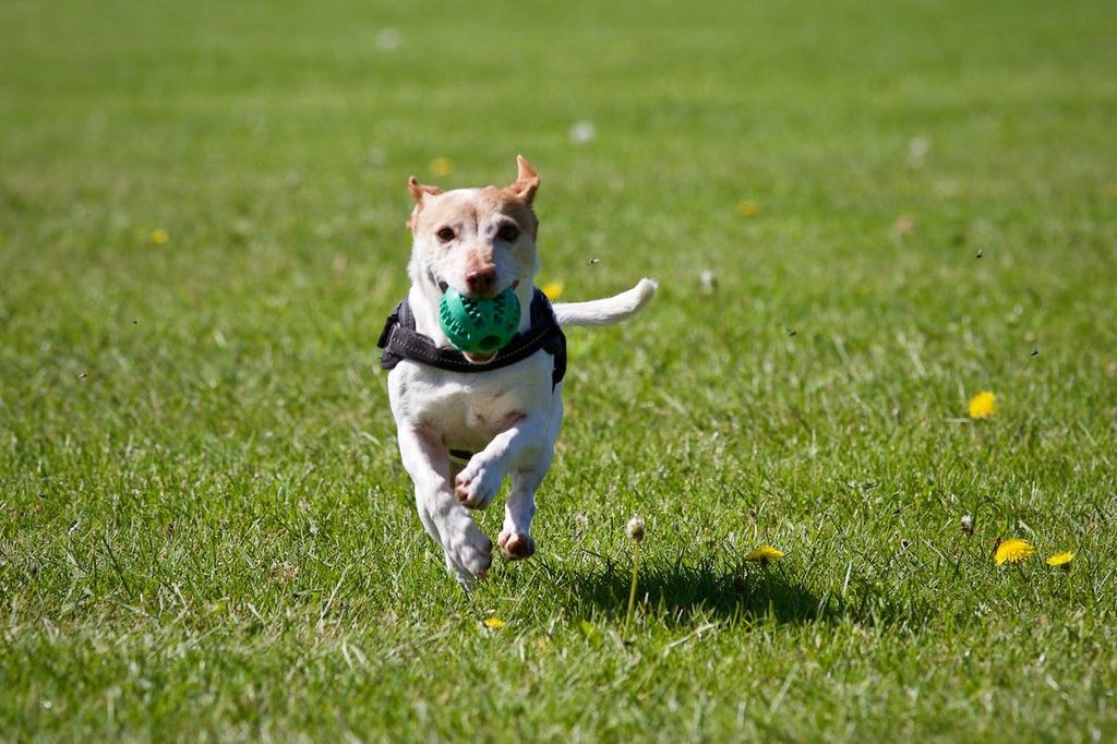 Dog runs through the lawn with a ball
