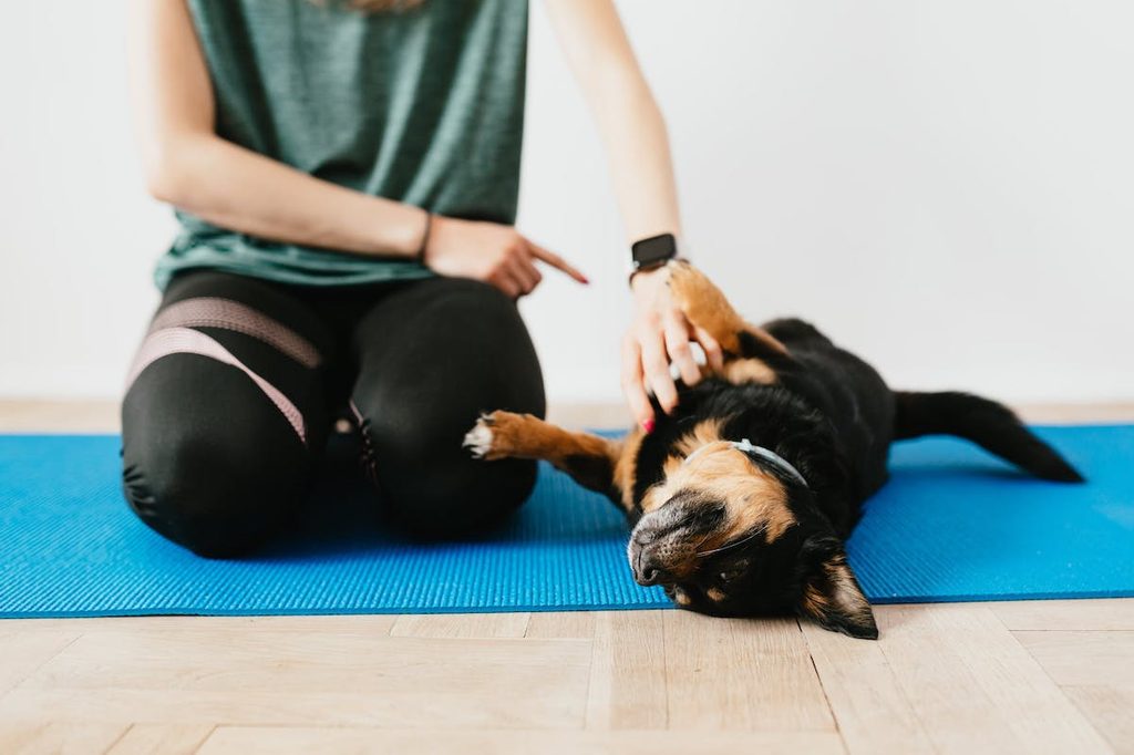 A dog being trained on a mat