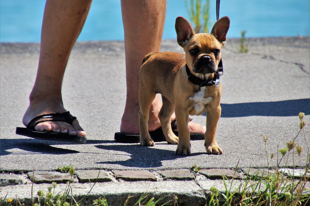 A French bulldog puppy stands outside in front of their owner's legs