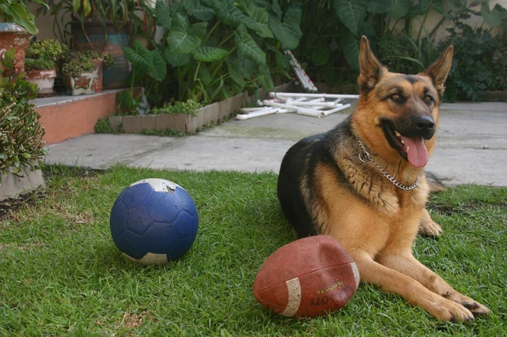 A German shepherd sits on the grass in a backyard next to a football and a soccer ball