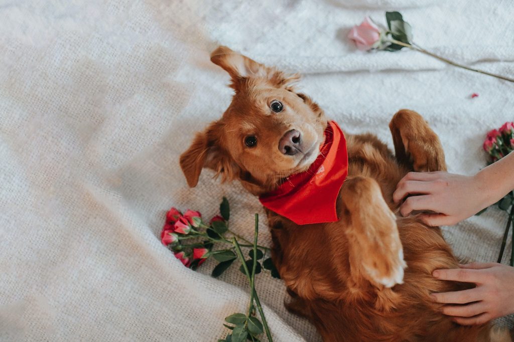 A golden retriever wearing a bandana lies on his back and gets belly rubs