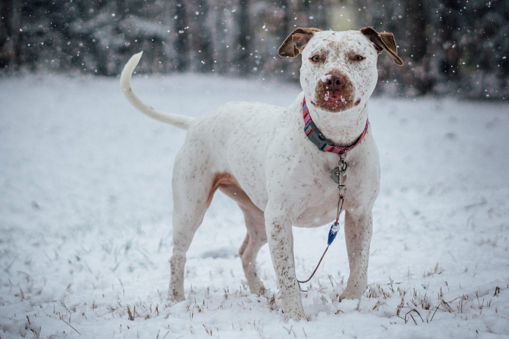 A white dog stands outside in the snow and licks their lips