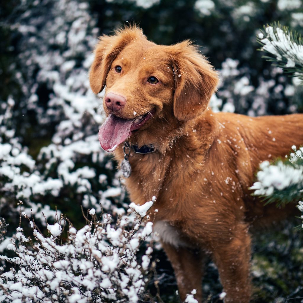 a Nova Scotia duck tolling retriever stands outside in the snow between trees