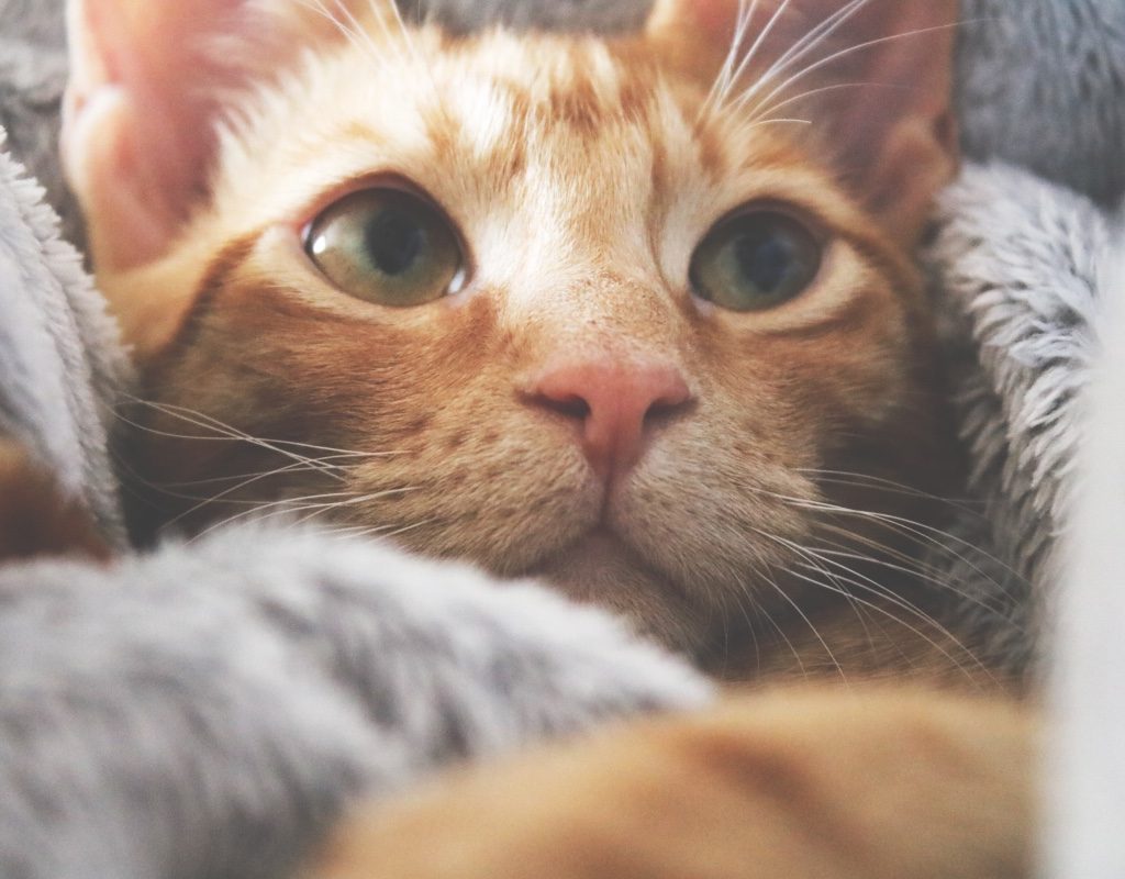 Orange cat wrapped in blankets