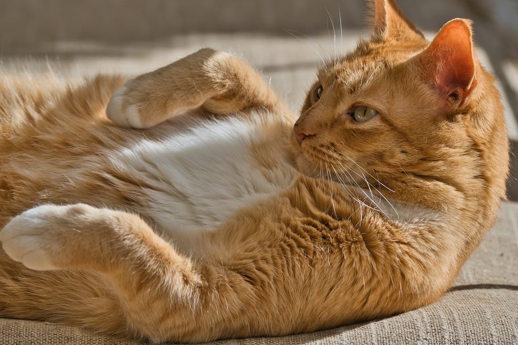 An orange tabby cat lies on a rug exposing her belly, staring off into the distance as if she's sad