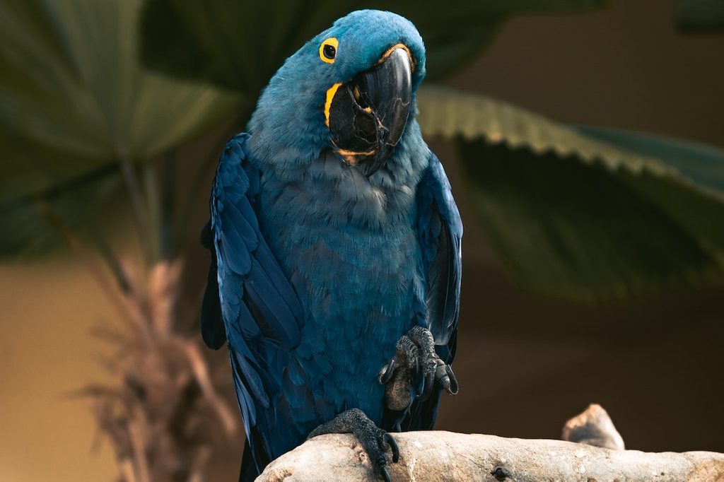 Parrot perches on a branch looking quizzically at the camera