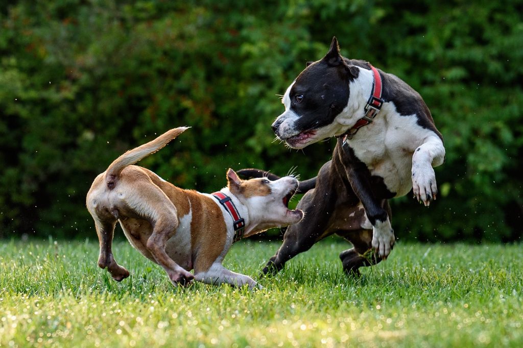 Two pit bull dogs jump and play outside in a grassy yard