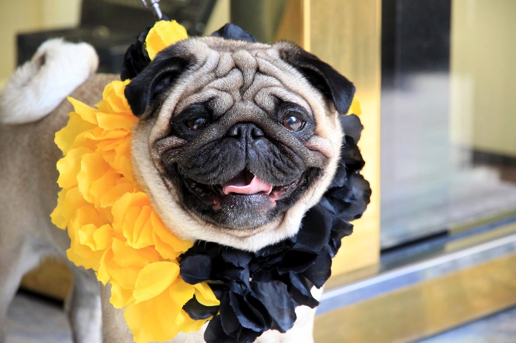 a Pug wearing a yellow and black lei looks into the camera, mouth open