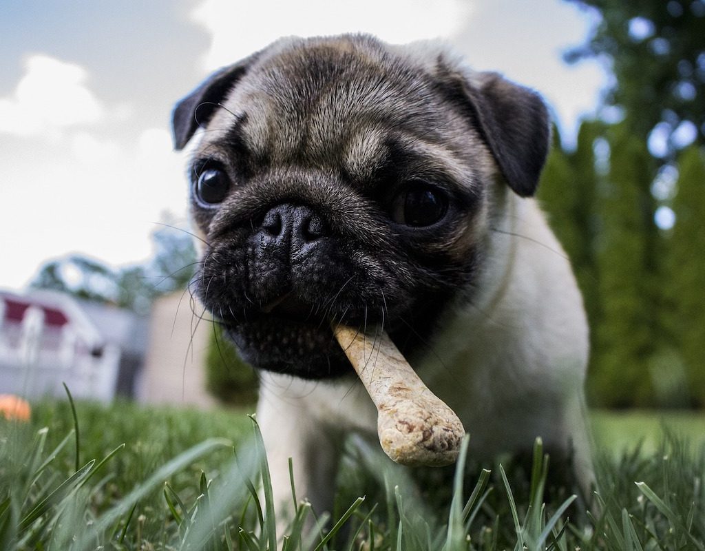 A pug puppy carries a bone in the grass