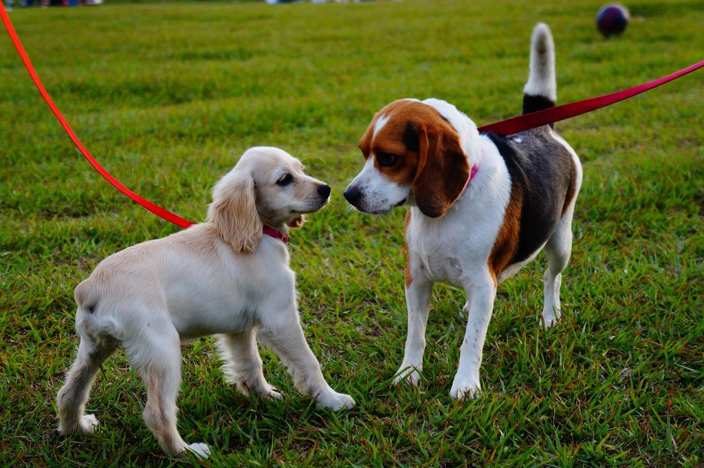 A puppy and a beagle sniff each other as they meet in a grassy field
