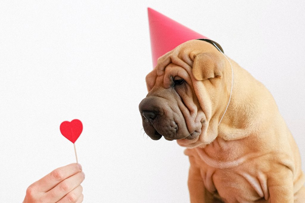 A shar-pei dog wearing a red party hat looks at a hand holding a heart-shaped lollipop