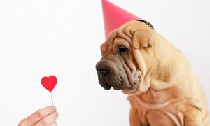 A shar-pei dog wearing a red party hat looks at a hand holding a heart-shaped lollipop