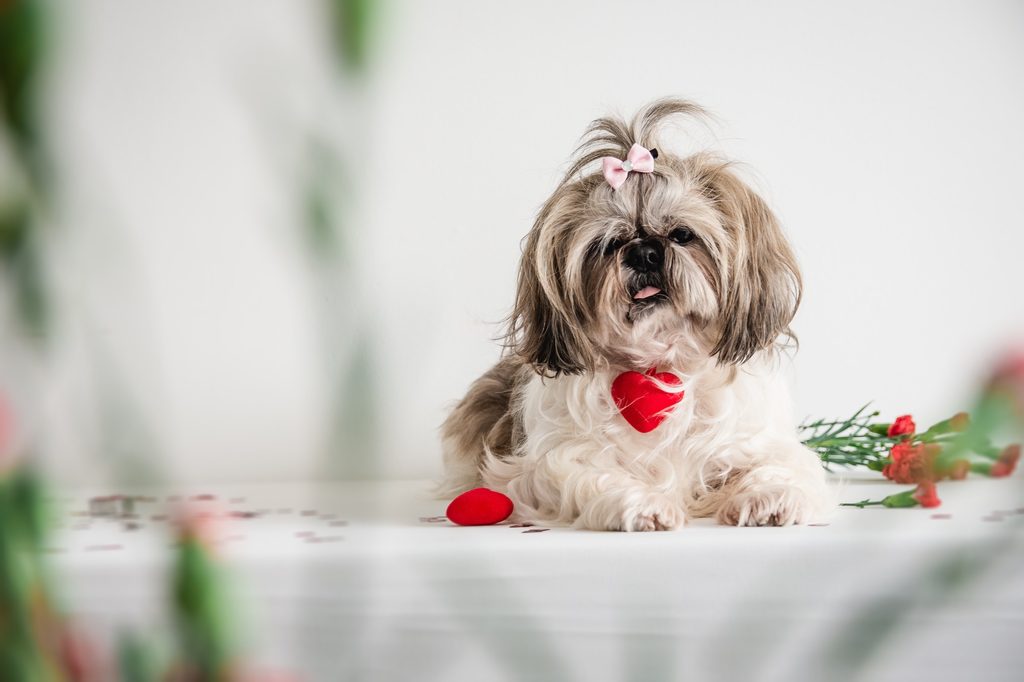 A shih tzu wearing a pink bow in their hair and a read heart on their collar sits on a white surface
