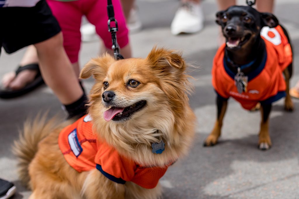 Two small dogs wearing orange jerseys stand outside with people