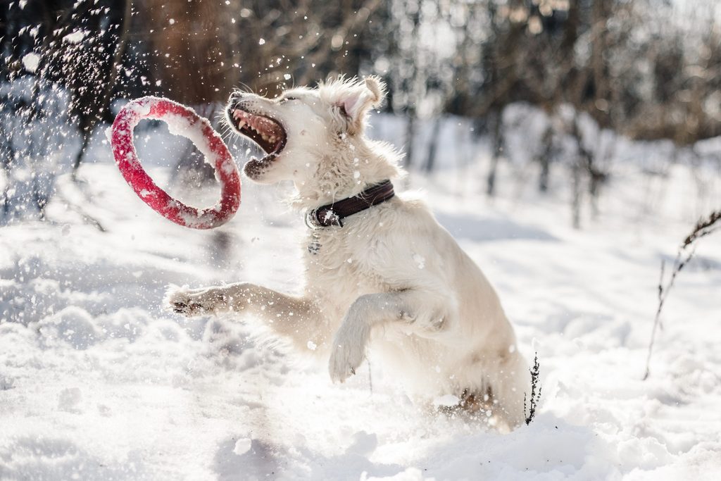 A white colored dog jumps in the snow to catch a frisbee toy with his mouth