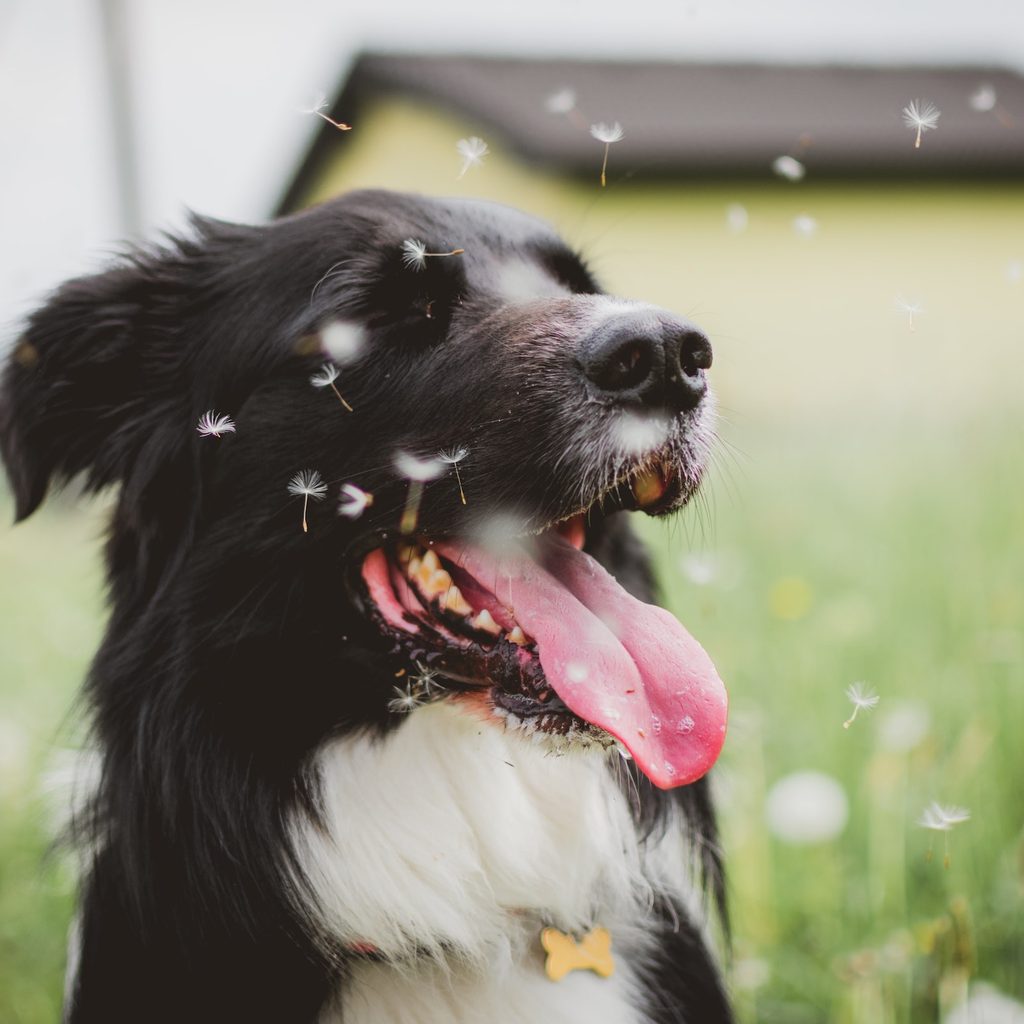 A black and white dog sits with their mouth open and eyes closed while dandelion fuzz flies around