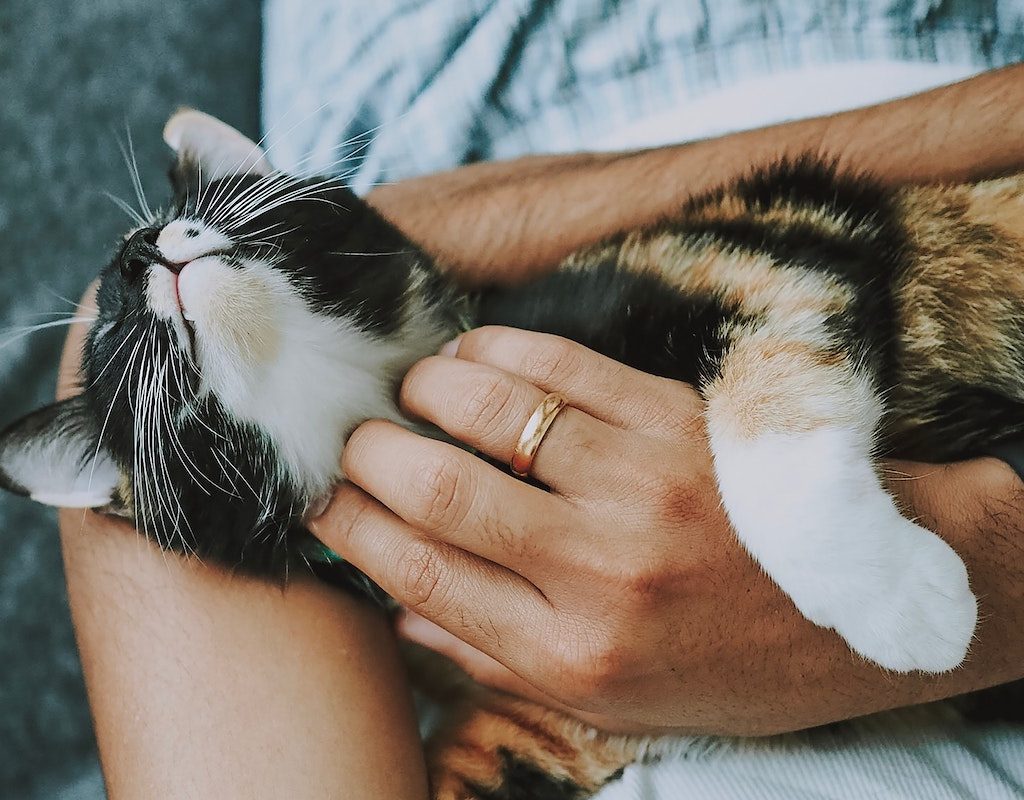 Person wearing a wedding ring holds cat in hands