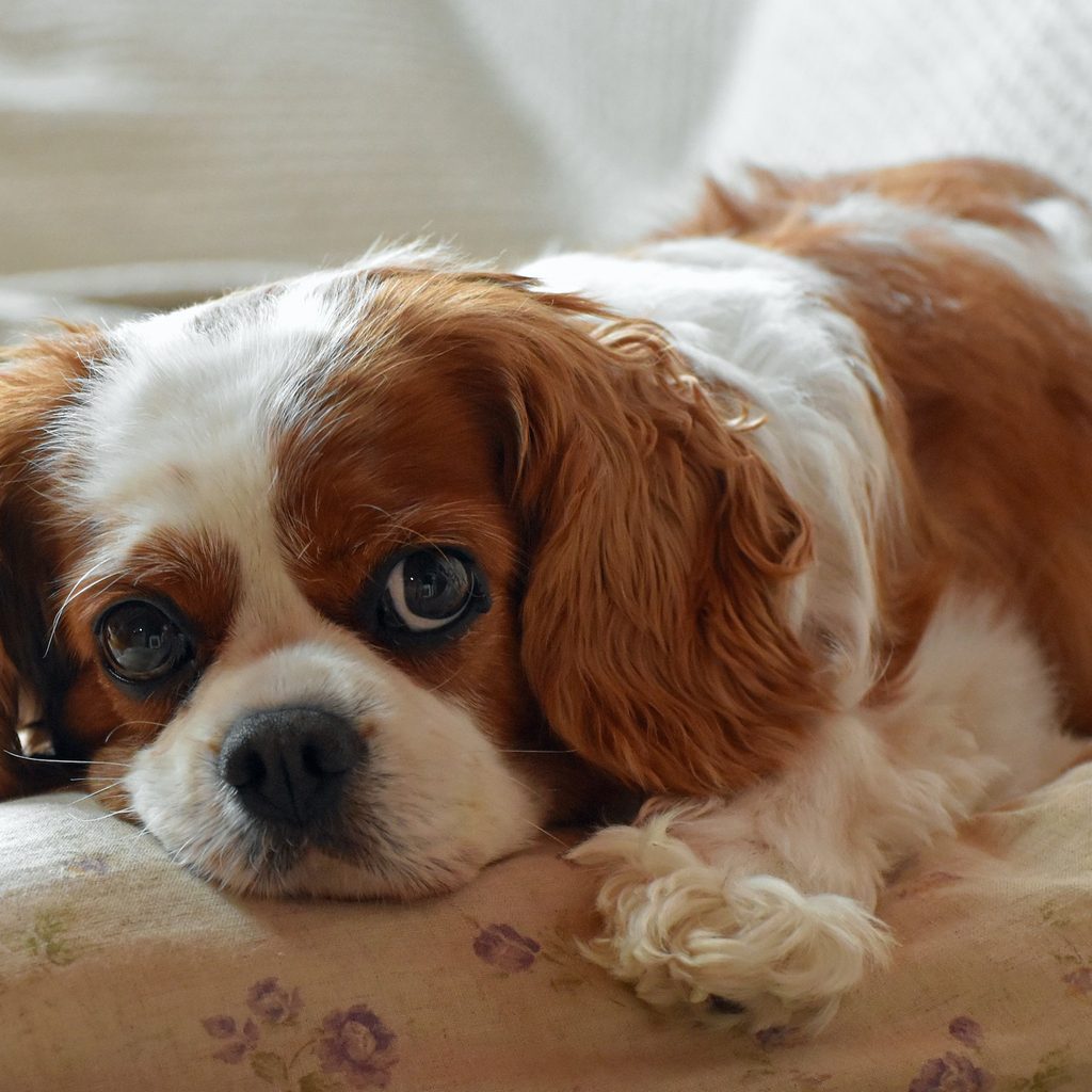 Cavalier King Charles spaniel lies on a pillow and looks into the camera with big eyes