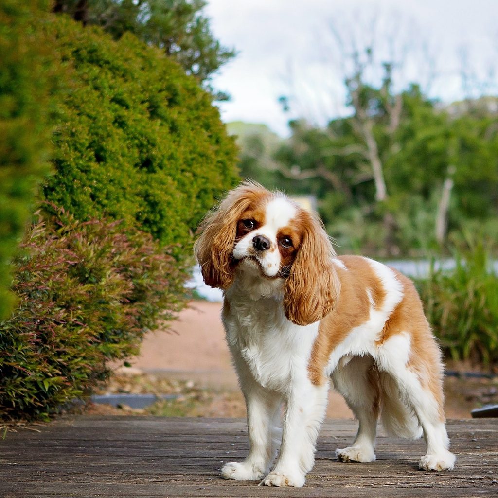 A Cavalier King Charles spaniel stands on a garden path and looks into the camera